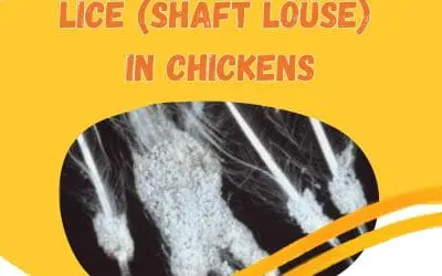 Lice in Chickens to Treat and Prevent Shaft Louse