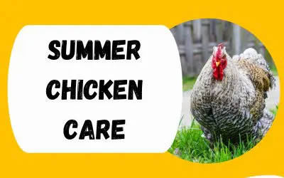 Summer Chicken Care: Essential Tips to Beat the Heat