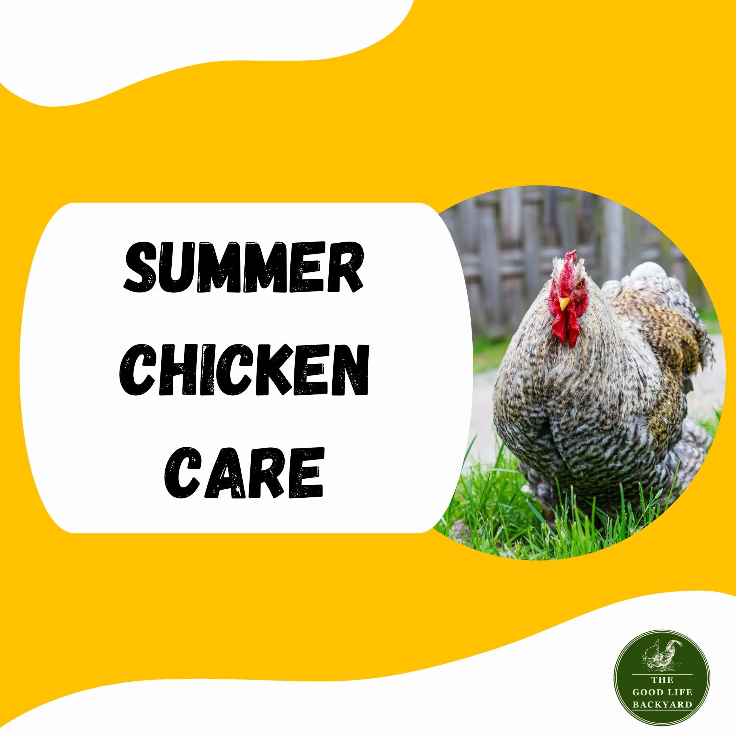 Summer Chicken Care Essential Tips to Beat the Heat
