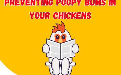 Top Tips for Preventing Poopy Bums in Chickens