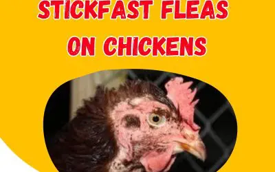 Stickfast Fleas on Chickens: Identification, Treatment, and Prevention