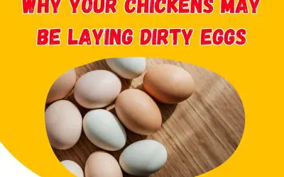 Why Your Chickens May Be Laying Dirty Eggs: Causes and Solutions