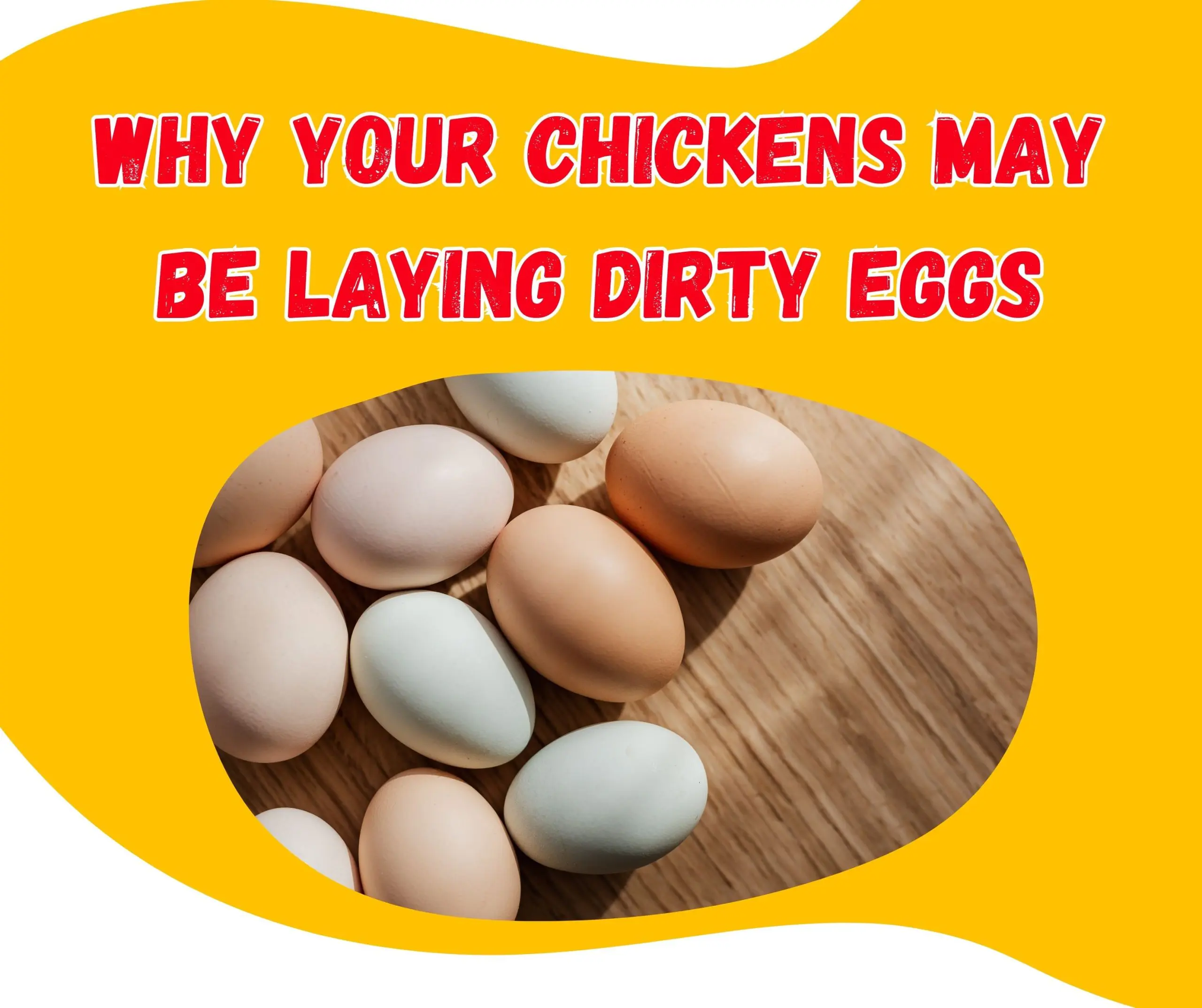 Why Your Chickens May Be Laying Dirty Eggs Causes and Solutions