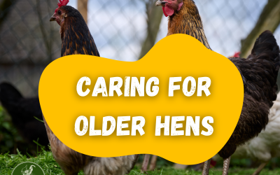Caring for Older Hens: Keeping Your Senior Chooks Happy and Healthy