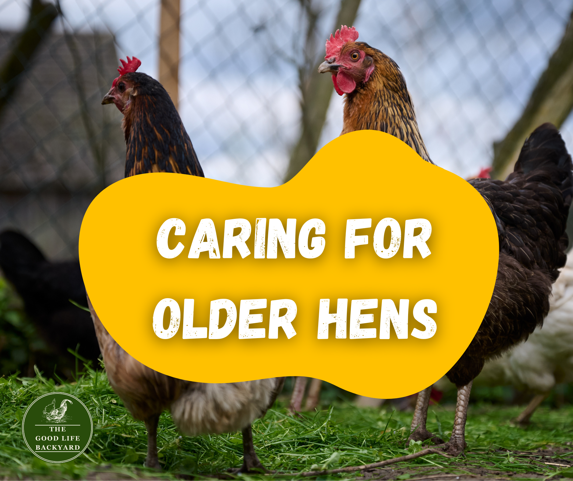 Caring for older hens