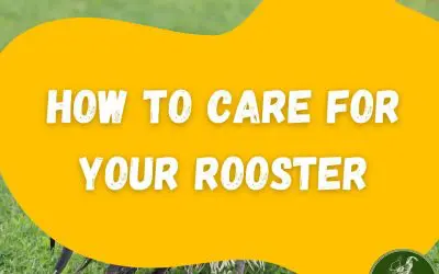How to care for your rooster