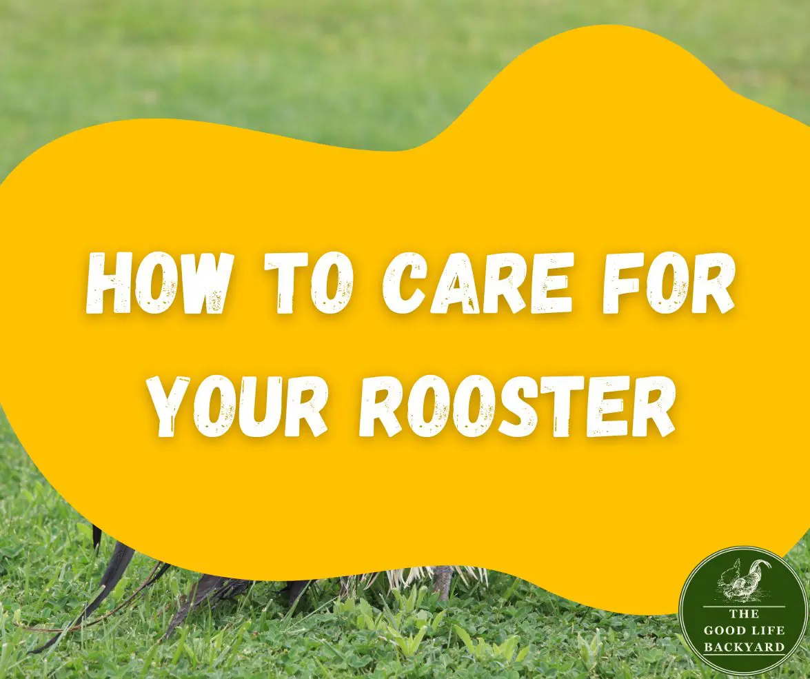 How to care for your rooster