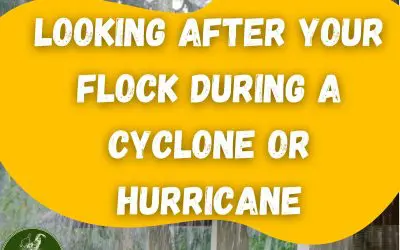 Looking After Your Flock During a Cyclone or Hurricane
