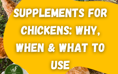 Supplements for Chickens: Why, When & What to Use
