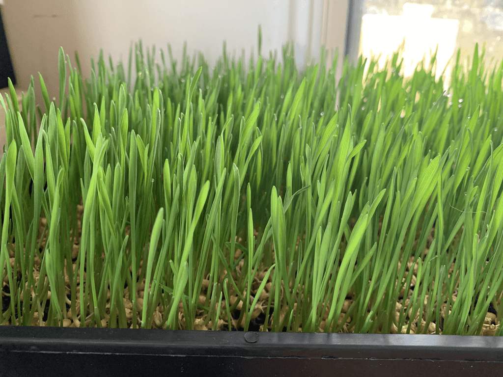 Wheatgrass