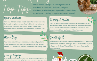 Backyard Chicken Keeping Top Tips