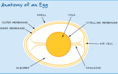 What is in an egg?
