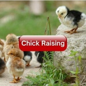 Chick Raising