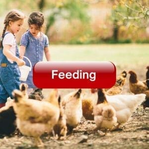 Feeding